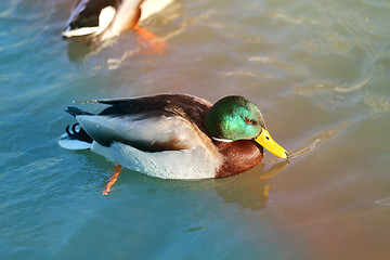 Image showing beautiful duck floating