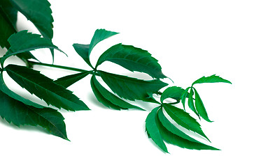 Image showing Branch of grapes leaves (Parthenocissus quinquefolia foliage)