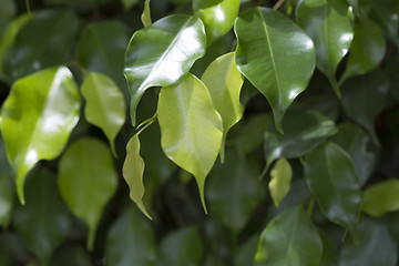 Image showing Closeup of green leaves 