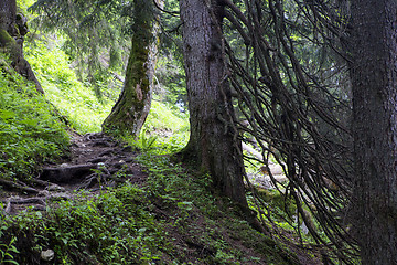 Image showing Large roots in the forest