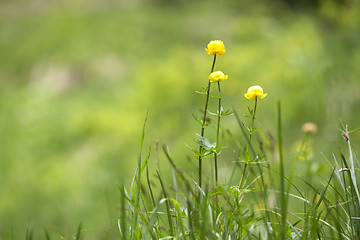 Image showing Buttercups on a meadow