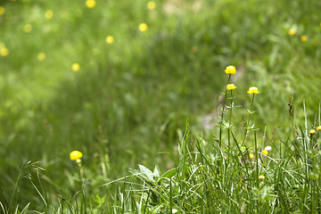 Image showing Buttercups on a meadow