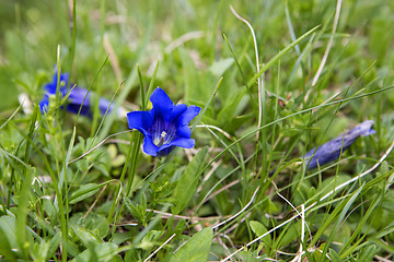 Image showing Gentians on a meadow, Bavaria