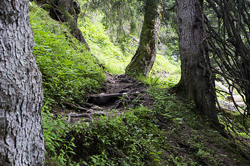 Image showing Large roots in the forest