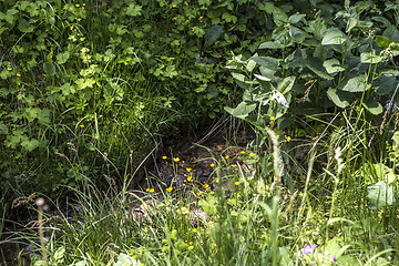 Image showing Small brook in the Bavarian Alps