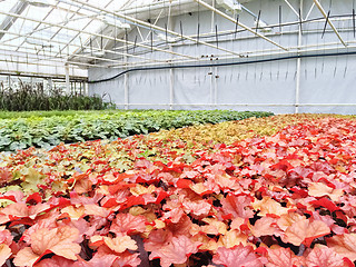 Image showing Colorful variety of plants in a garden center