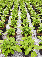 Image showing Rows of pots with green plants