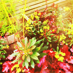 Image showing Colorful plants in golden light