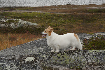 Image showing dog in the mountains