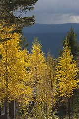 Image showing birch trees in fall