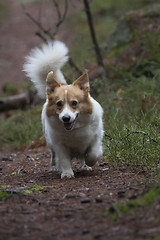 Image showing corgi approaching