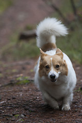 Image showing corgi on the way