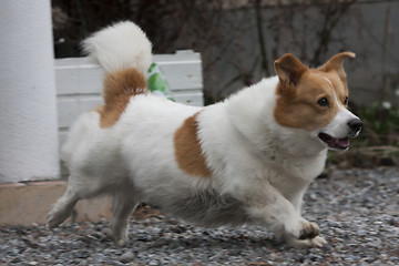 Image showing running corgi