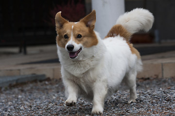 Image showing running dog