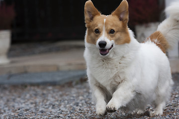 Image showing running corgi