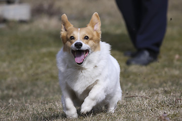 Image showing running dog