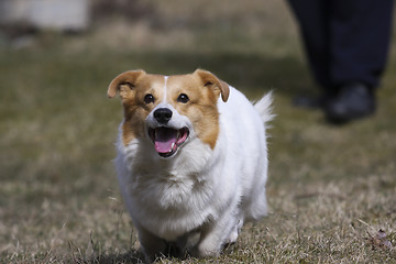 Image showing playing corgi