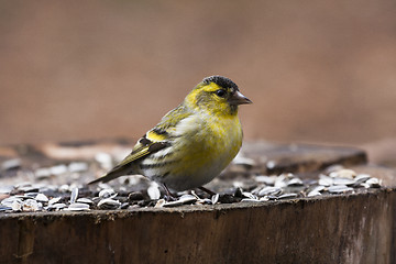 Image showing male siskin