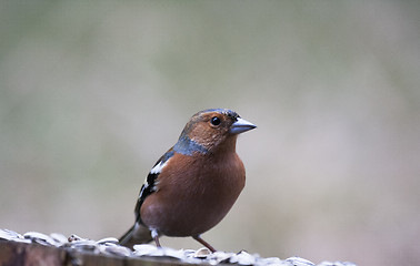 Image showing male chaffinch