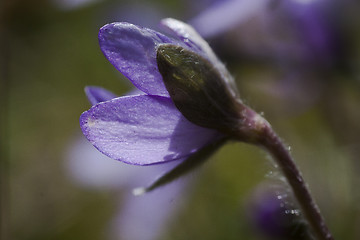 Image showing hepatica