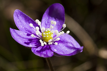 Image showing blue anemone