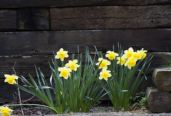 Image showing golden daffodils