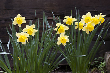 Image showing golden daffodils