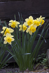 Image showing yellow daffodils