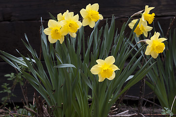 Image showing daffodils