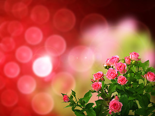 Image showing Roses bouquet on of-focus background