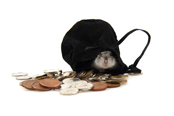 Image showing dzungarian hamster and czech coins