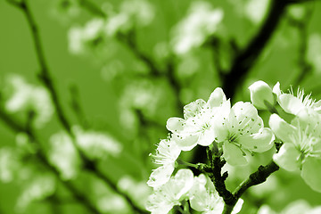 Image showing Blossom