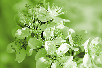 Image showing Blossom