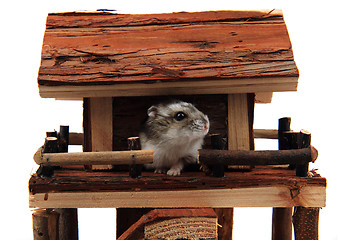 Image showing natural wooden house toy with dzungarian hamster