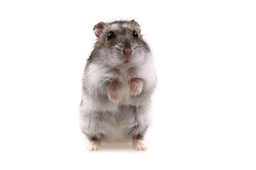 Image showing small dzungarian hamster 