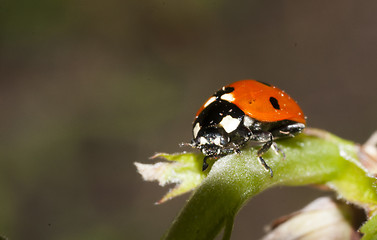 Image showing lady bug