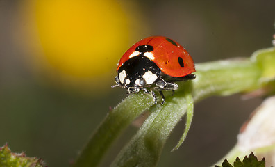 Image showing ladybird