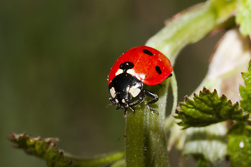 Image showing lady bug