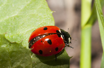 Image showing lady bird