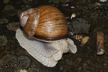 Image showing escargot