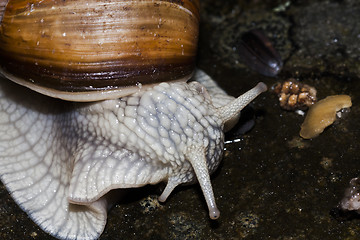 Image showing burgundy snail