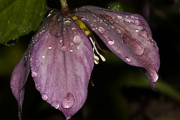 Image showing christmas rose