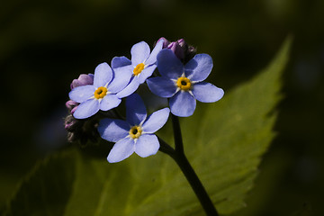 Image showing forget me not