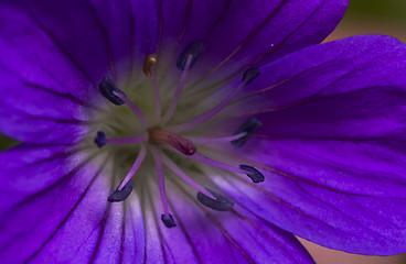 Image showing woodland cranesbill