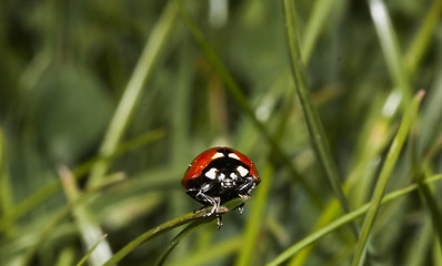 Image showing lady bug