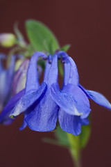 Image showing blue columbine