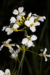 Image showing meadow saxifrage