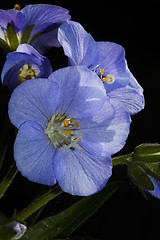 Image showing blue flower