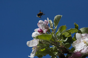 Image showing appleblossom