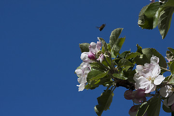 Image showing appleblossom